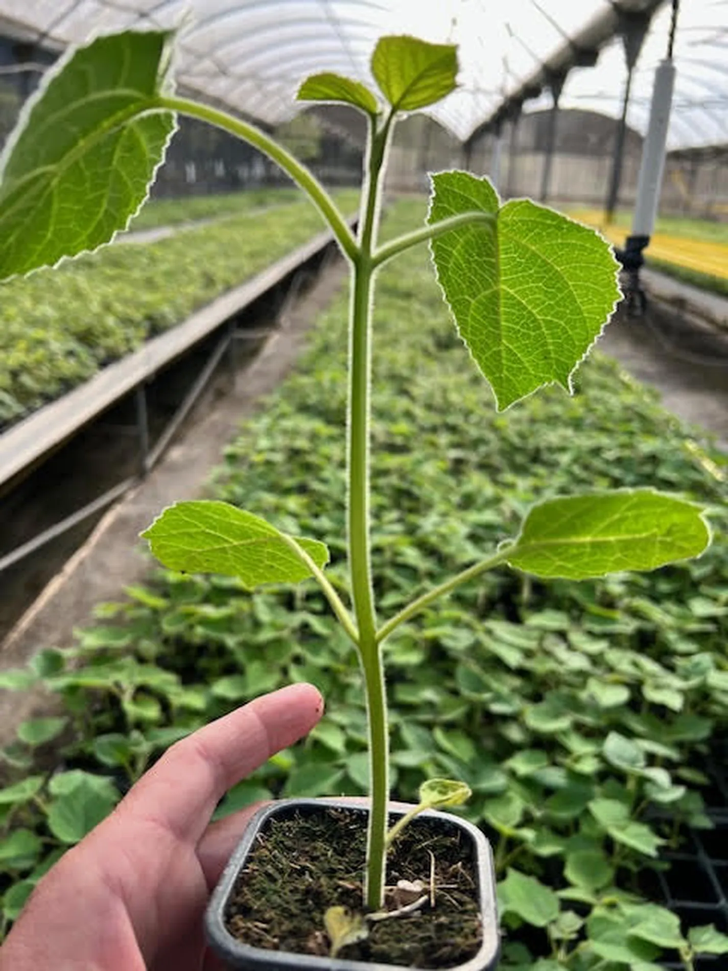Muda de Paulownia InVitro 112 em estufa de produção
